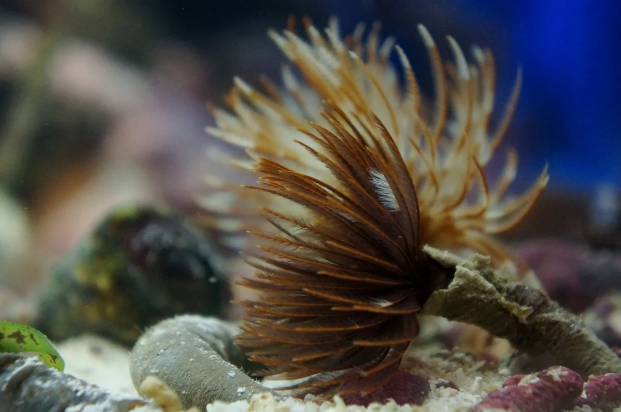 Sabellastarte spectabilis Børsteorm